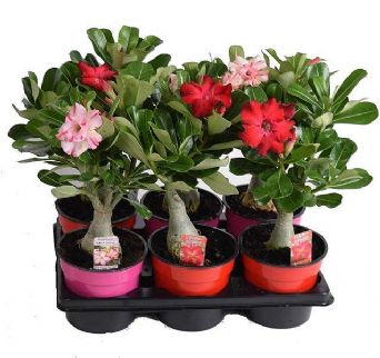 Adenium 14